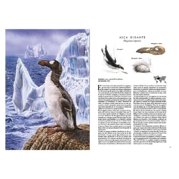 magpie, king_penguin, red-breasted_merganser