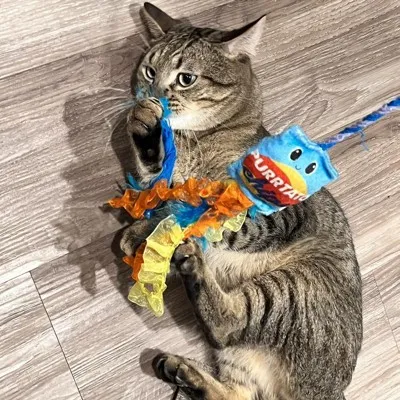 tabby, tiger_cat, Egyptian_cat