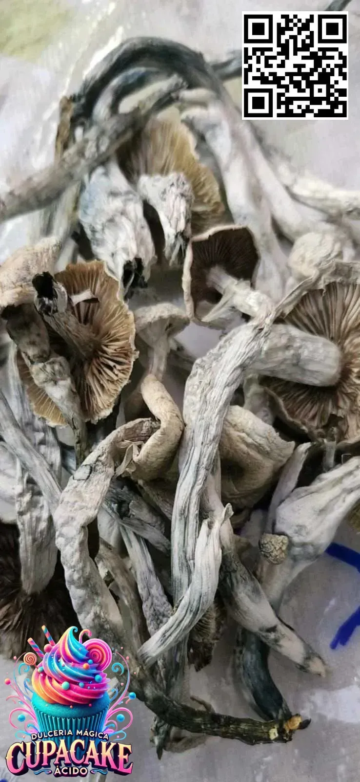 3.5 g Hongo Seco San Isidro – Psilocibe Cubensis