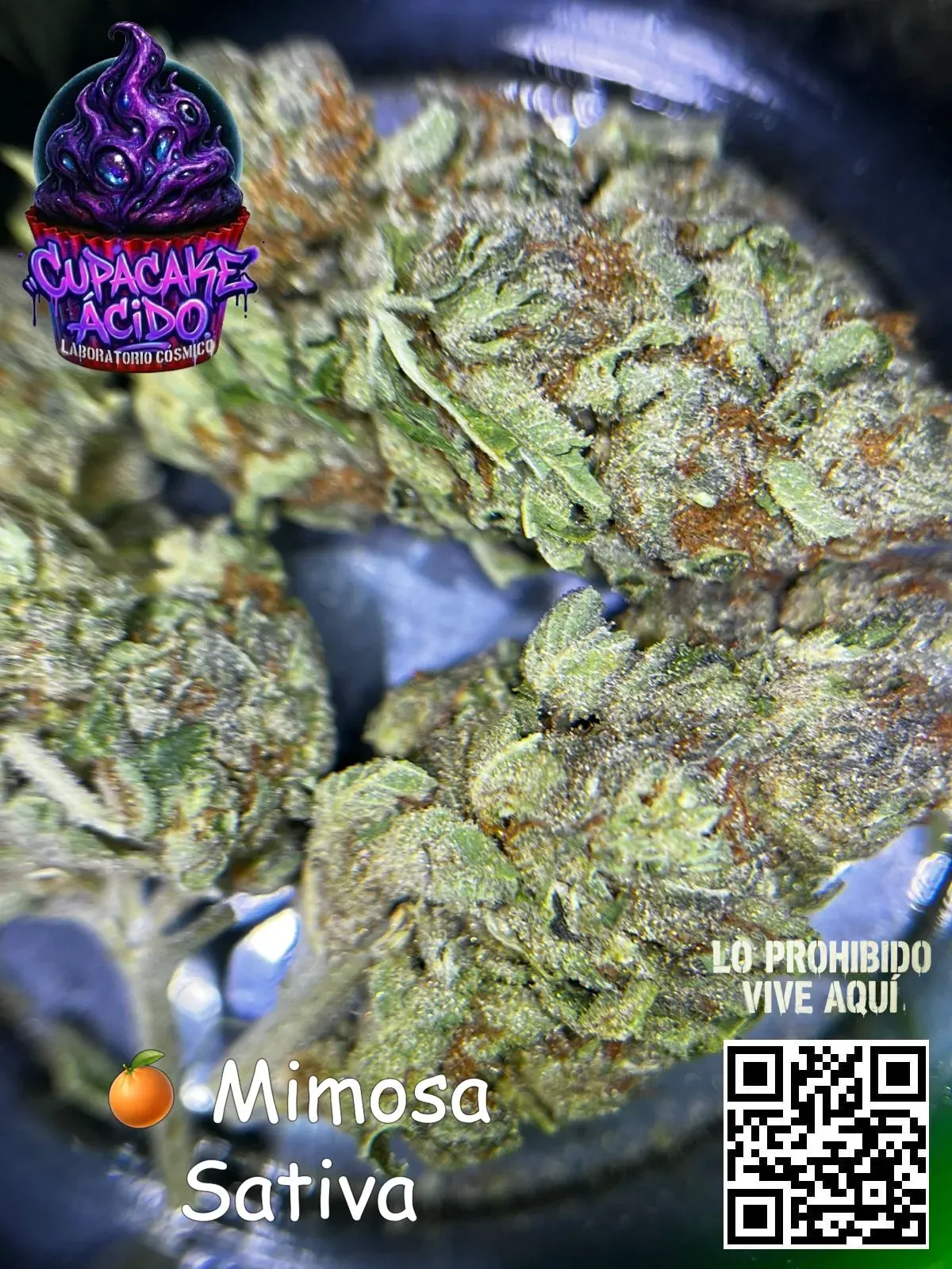 1 Oz Mimosa Sativa - Pa' cuando quieres alegría líquida… pero en forma de flor