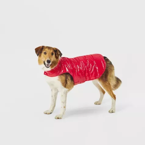 Shetland_sheepdog, collie, Saint_Bernard