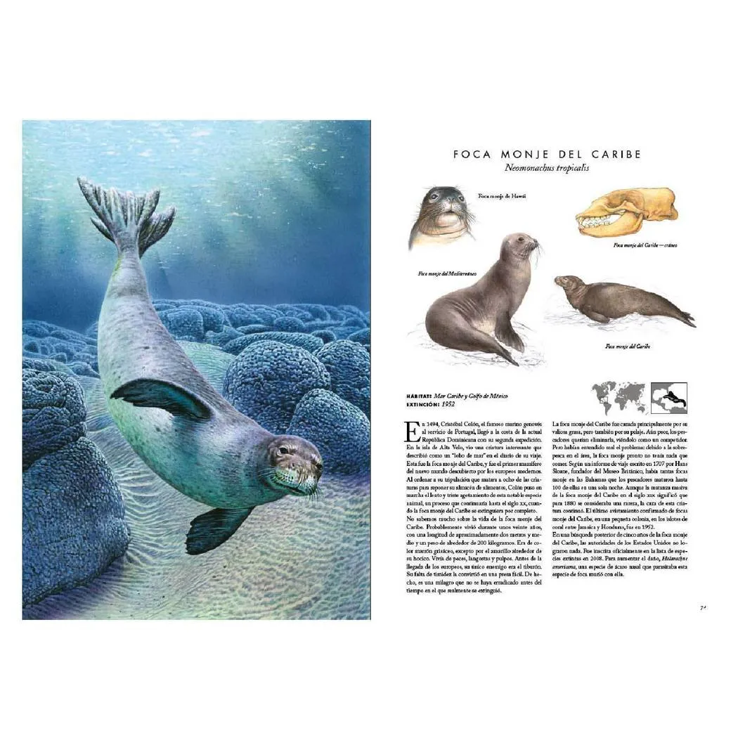 weasel, web_site, sea_lion